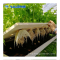 단일 SPAN NFT HYDROPONICS 수직 농장 온실